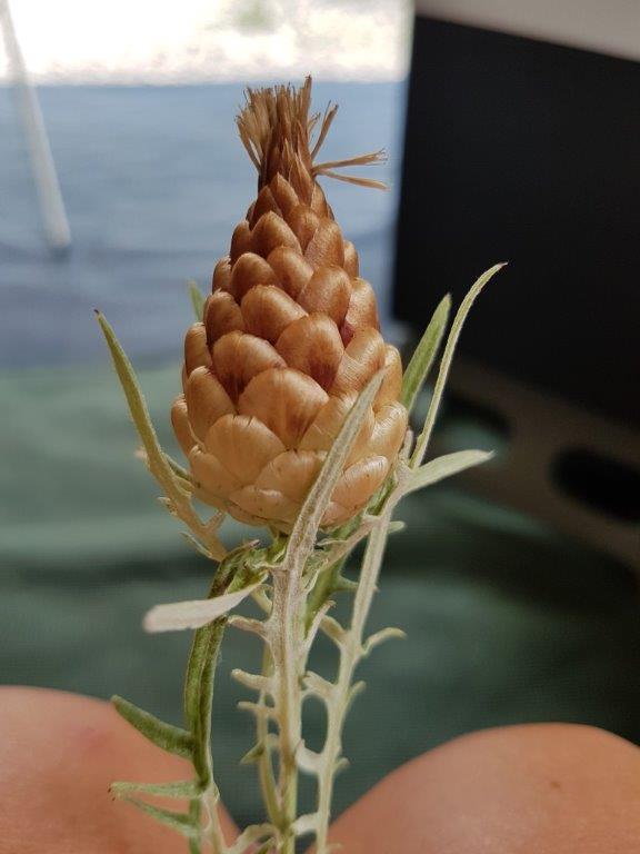 Vreemde plant uit de Drome